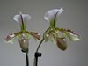 Paphiopedilum spicerianum 